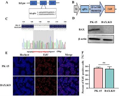 Japanese encephalitis virus infection induces mitochondrial-mediated apoptosis through the proapoptotic protein BAX